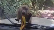 Maymuna Bu Yapılırmı