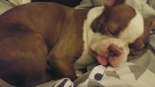 Uykusunda Mimik Şovu Yapan Köpek
