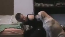 Engelli Sahibine Yardımcı Olan Köpek
