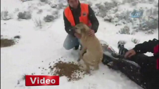 Karlı Havada Maltepe'de Mama Verilen Köpeklerin Mutluluğu