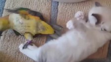 Papağanın Kedi Sevgisi