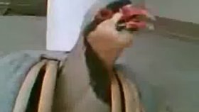 Topkapı Topkapı Diye Bağıran Keklik