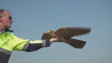 Yakından Bile Baksanız Kuş İşte Diyeceğiniz Drone!