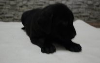 Yavru Siyah Labrador Retriever