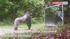 VAHŞİ HAYVANLAR ORMANDA KENDİLERİNİ AYNADA GÖRÜNCE ŞAŞIRIYORLAR ORADAN AYRILMAK İSTEMİYORLAR