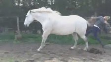 Kadın Ata Şeker Verdi At Kadına Çifte Atarak Karşılık Verdi video