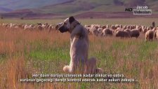 KANGAL KURTLA TEKE TEK OLUNCA KURDU BOĞAR ÖLDÜRÜR KURTLAR SÜRÜ HALİNDE KANGALA SALDIRARAK ÖLDÜRÜR