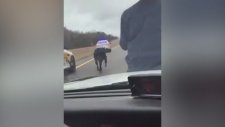 Polis Aracının Üzerinden Kementle Boğa Avlayan Çılgın Kovboy