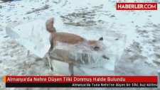 Almanya'da Nehre Düşen Tilki Donmuş Halde Bulundu