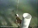 Köpek Balıkları Avlıyor