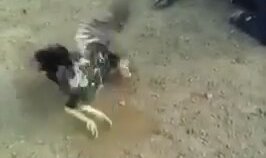 İlişki Sonrası Kalpten Giden Horoz