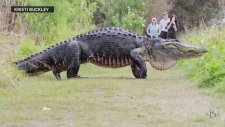 Florida'da Görüntülenen Dev Timsah