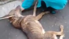 KÖPEĞİ İŞKENCE EDEREK ÖLDÜREN VAHŞİ İNSANLAR YAŞLI KADIN ÇOK ÜZÜLÜYOR HERKES KAFİRLEŞMİŞ