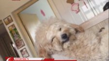 Sahibinin Anlattıklarına Gülen Köpek