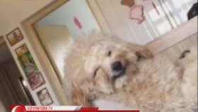 Sahibinin Anlattıklarına Gülen Köpek