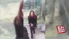 VAHŞİ HAYVANLAR İNSANLARA SALDIRIYOR CAMEKAN OLDUĞU İÇİN HAYVANLAR AMACINA ULAŞAMIYOR ÇOK TEHLİKELI