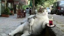 Köpeklere Saldıran Yürek Yemiş Kediler