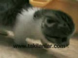 dünyanın en tatlı kedisi