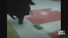 Ankara Metrosunda Tasmayla Ananas Gezdiren Kadın