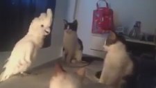 Kakadudan Kedilere Miyavlama Şoku