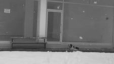 Üşüyen Köpeği Montu ile Saran Yüreği Güzel Dayı
