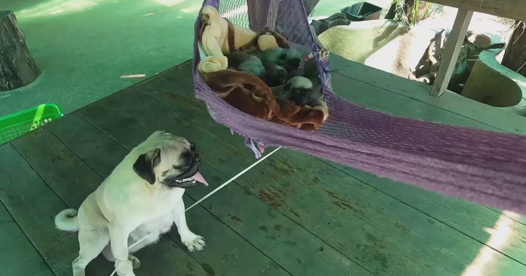 Yavrularını Hamakta Sallayan Köpek