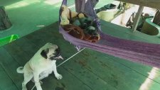 Yavrularını Hamakta Sallayan Köpek