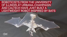 Dünyanın İlk Yarasa Robotu