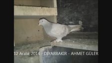 Satılık oyun kuşları videoları - Bingöllü Fatih