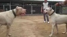Dogo Arjantin ve Pitbull Karşı Karşıya Gelirse