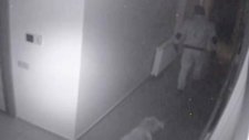 Önce Köpeği Sevdi Sonra Hırsızlık Yaptı