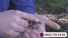 İKİNCİEL MİNELAB GPX 5000, Kiralık minelab gpx 5000, MİNELAB DEDEKTÖR FİYATLARI