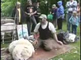 koyun kırkma makinası