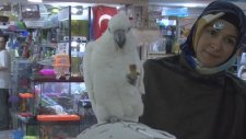 8 Bin Liralık Papağan