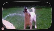 En Komik Köpek Videoları