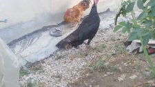KARA FATMA (hindi ) VE YAVRULARI