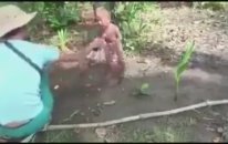 BUDİSTLER BEBEKLERE İŞKENCE YAPIYOR NERDE BU MÜSLÜMANIM DİYENLER ALLAH KAHRU PERİŞAN ETSİN AĞLADIM