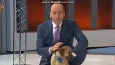 Kuyu Köpeğin Atv Haber'e Konuk Olması!