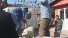 Ereğli'de Köpek Saldırısı - İsmet Yapma
