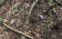 Guatemalada 1 Hafta Sağ Kalmak - Ed Stafford Kurtuluş Öyküleri HD (Marooned)