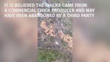 Tarlaya Atılıp, Terk Edilen Civcivler