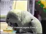 papagandan bebek takliti