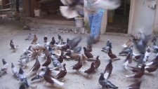 Taklacı Dönek Kuşlar - Taklacı Güvercinler