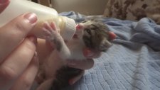 Yavru Kedi Nasıl Beslenir...?