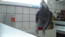 Aşırı Geveze Jako Papağanı