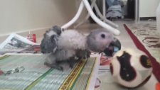 Bebek Jako Papağanı Sahibiyle Oyun Oynuyor
