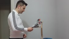 Jako Papağını Komut Eğitimi