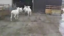 Çobanlık Yapan Çomar