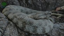 Koca Engerek