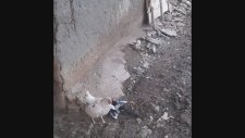 Civcivlere Çöreklenen Karga